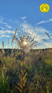 Flores en Las Pampas